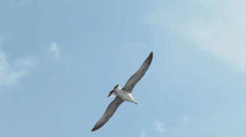 Seagull fly 01 Stock Footage 29952029