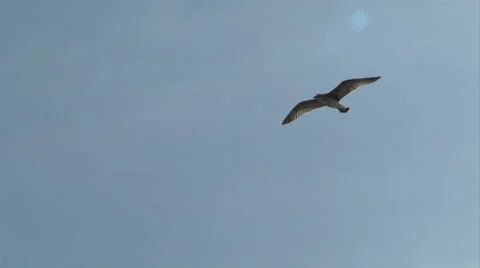 Seagull fly 02 Stock Footage 29952539