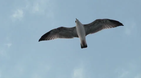 Seagull fly 03 Stock Footage 29952915