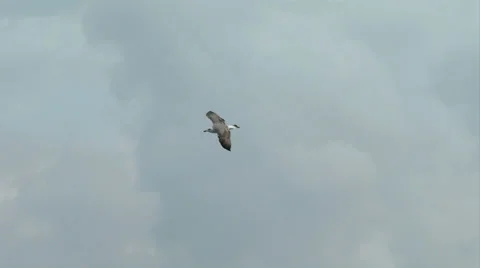 Seagull fly 09 Stock Footage 29956897