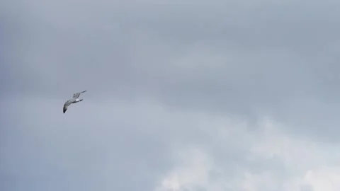 Seagull fly alone Stock Footage 184392247