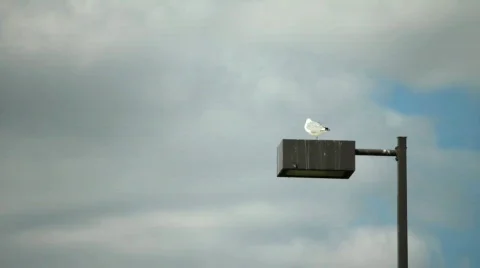 Seagull fly away Видео 846983