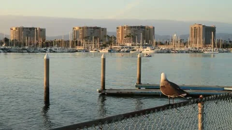 SEAGULL FLY AWAY AT HARBOR Stock Footage 20451159