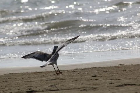 Seagull in fly on the beach Stock Photos
