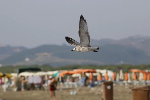 Seagull in fly on the beach Stock Photos