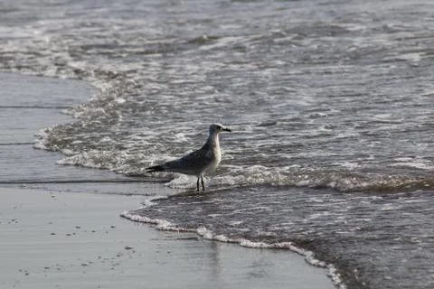 Seagull in fly on the beach Stock Photos