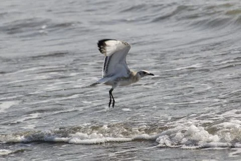 Seagull in fly on the beach Stock Photos