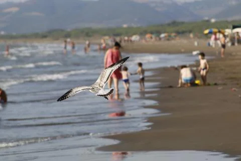 Seagull in fly on the beach Stock Photos