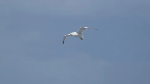 Seagull Fly Close Up Stock-Footage 103504560