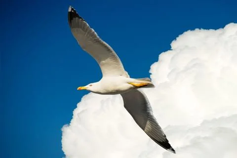 Seagull fly in the cloud Stock Photos