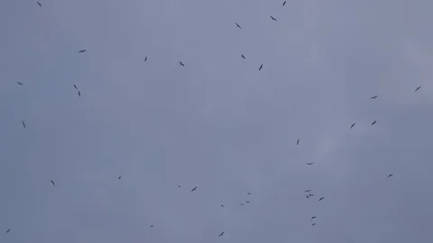 Seagull Fly Flock Stock Footage 117540204