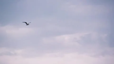 Seagull fly Stock Footage