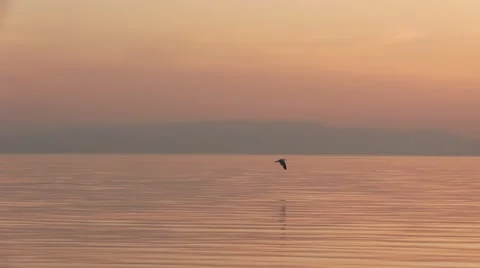 Seagull fly Stock Footage 20971496