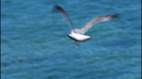 Seagull, fly Video stock 32941939