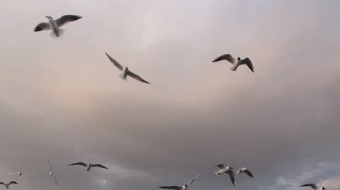 Seagull fly 스톡 동영상 63225737