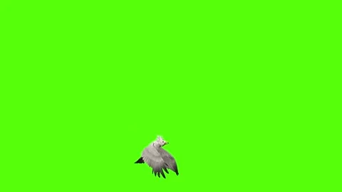 Seagull Fly to ground Green Screen Animation 4k Rendering Stock Footage 296203686