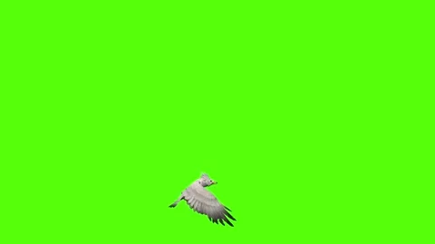 Seagull Fly to ground Green Screen Animation 4k Rendering Video stock 296203689