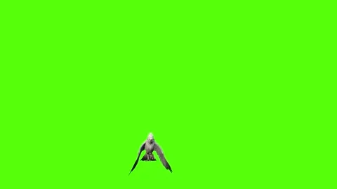 Seagull Fly to ground Green Screen Animation 4k Rendering Video stock 296203692