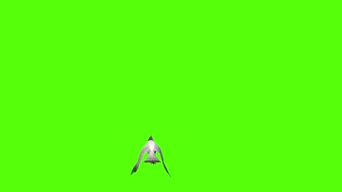 Seagull Fly to ground Green Screen Animation 4k Rendering Video stock 296203709