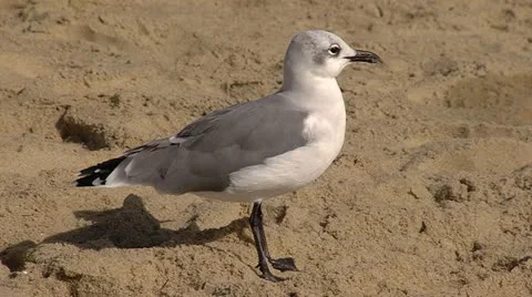 Seagull Fly Off HD05 Stock Footage 12266288
