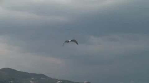 Seagull fly over the camera 스톡 동영상 590219
