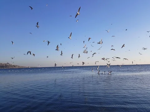 Seagull fly over the sea Stock Footage 74025325