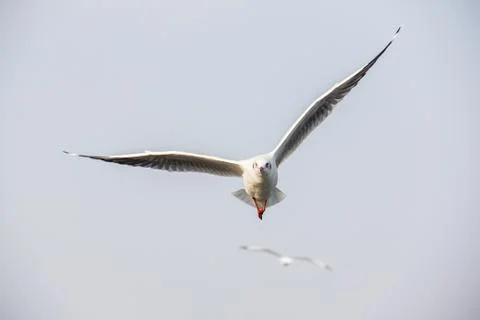 Seagull fly 스톡 사진