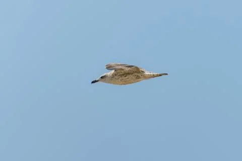 Seagull in fly Stock Photos