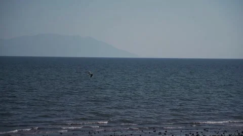 Seagull fly in the sea Stock Footage 233455660
