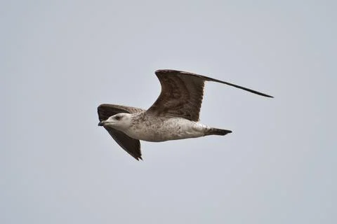 Seagull fly in the sky Stock Photos