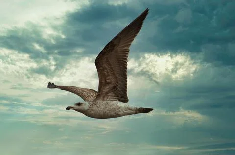 Seagull fly in the sky Stock Photos