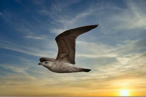 Seagull fly in the sky Stock Photos