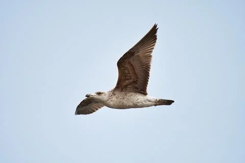Seagull fly in the sky Stock Photos