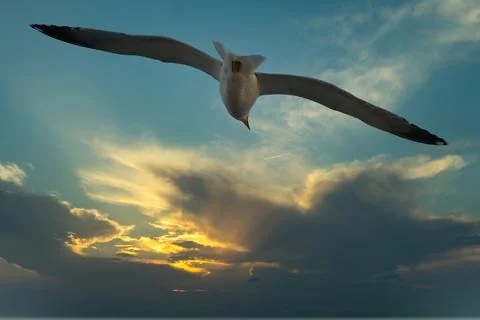 Seagull fly in the sky Stock Photos