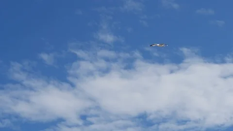 Seagull fly in slow-motion Stock Footage 91395583