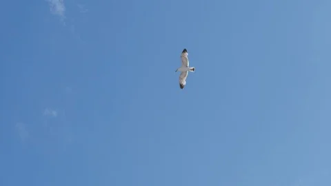 Seagull fly in slow-motion Stock Footage 91395604