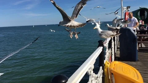 Seagull fly, slowmotion, pear Stock Footage 101438509