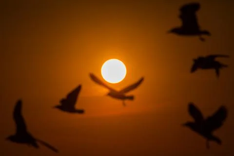 Seagull fly with sunset background Stock Photos