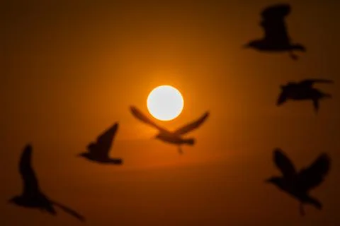 Seagull fly with sunset background Stock Photos