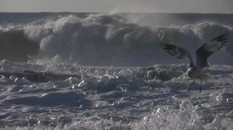 Seagull Flyaway Stock Footage