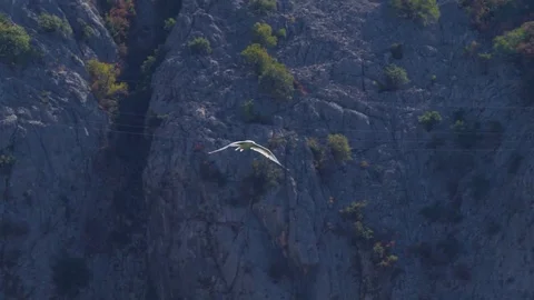 Seagull flyies flapping wings against rocks and woody mountain. Handheld shot Stock Footage 83122803