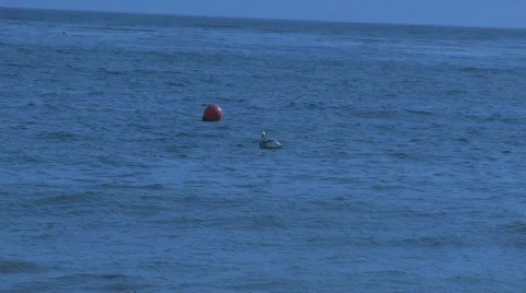 Seagull Flying 01 Video stock 752850