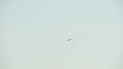 Seagull Flying 02 Video stock 752825
