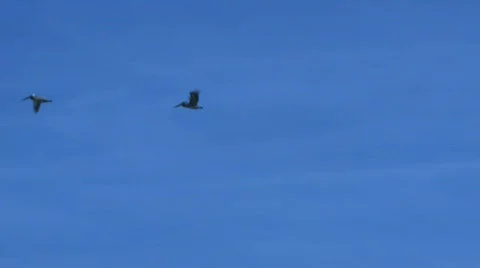 Seagull Flying 03 Video stock 756636