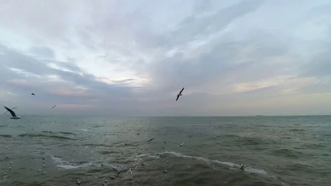 Seagull flying 2 Stock Footage 83013689