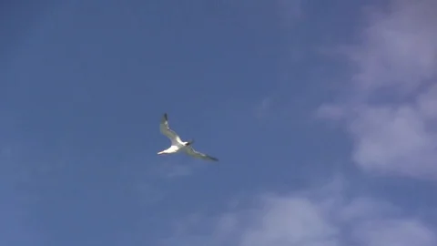 Seagull flying above beach Stock Footage 88591883
