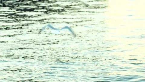 Seagull flying above dark river water at sunset Stock-Footage 341328314