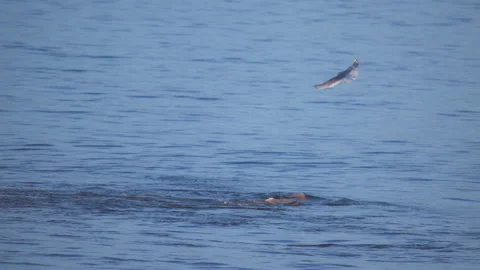 Seagull flying above harbor seal feeding on a giant pacific octopus Stock Footage 337734940