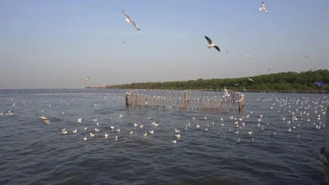 Seagull flying above the sea Stock Footage 237923734