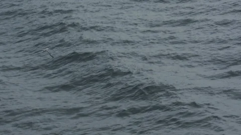 Seagull Flying Above Water Surface Stock Footage 120885615